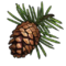 Pine Cone.webp