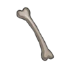 Bone