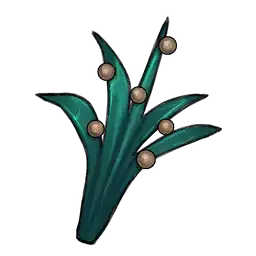 File:Mourning Lily Seed.webp
