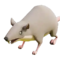 Rat.webp