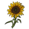 Sunflower.webp