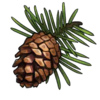 Pinecone