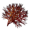 Fire Blossom Seed