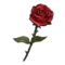 Blood-Rose.webp