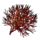 Fire Blossom Seed