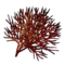 Fire Blossom Seed